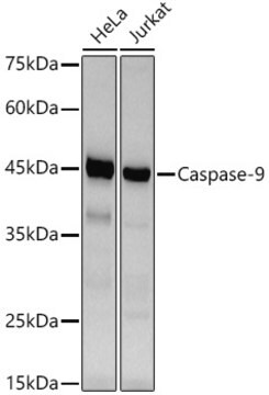 [KO Validated]Anti-Caspase-9 Antibody, clone 4E5G9, Rabbit Monoclonal