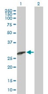 Anti-CCBE1 antibody produced in mouse purified immunoglobulin, buffered aqueous solution