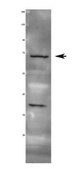 Anti-HDAC1 antibody produced in rabbit IgG fraction of antiserum
