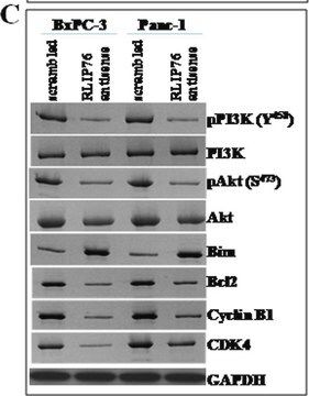 Anti-phospho-Akt1/PKB&#945; (Ser473) Antibody, clone SK703, rabbit monoclonal clone SK703, Upstate&#174;, from rabbit