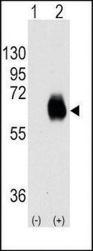 Monoclonal Anti-OIT3 antibody produced in mouse IgG fraction of antiserum, buffered aqueous solution