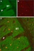 Anti-Muscarinic Acetylcholine Receptor (M1) antibody produced in rabbit affinity isolated antibody, lyophilized powder