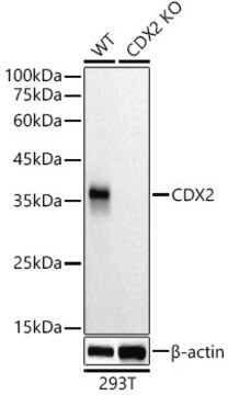 [KO Validated]Anti-CDX2 Antibody, clone 4Y1O3, Rabbit Monoclonal
