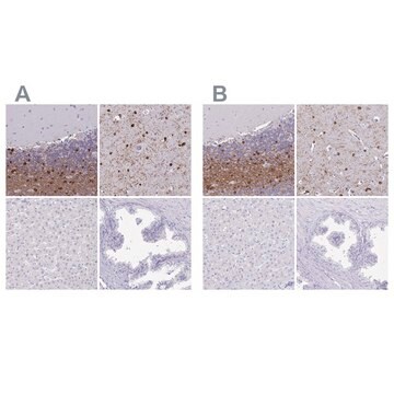 Anti-ERMN antibody produced in rabbit Prestige Antibodies&#174; Powered by Atlas Antibodies, affinity isolated antibody, buffered aqueous glycerol solution