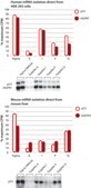 GenElute&#8482; Direct mRNA Miniprep Kits sufficient for 70&#160;purifications