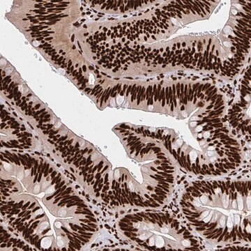 Anti-CNKSR3 antibody produced in rabbit Prestige Antibodies&#174; Powered by Atlas Antibodies, affinity isolated antibody, buffered aqueous glycerol solution