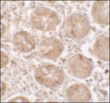 Anti-SHISA3 antibody produced in rabbit affinity isolated antibody, buffered aqueous solution