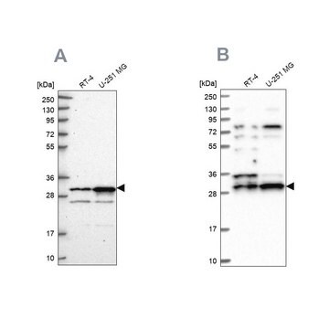 Anti-HAUS1 antibody produced in rabbit Prestige Antibodies&#174; Powered by Atlas Antibodies, affinity isolated antibody, buffered aqueous glycerol solution