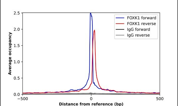 Anti-FOXK1 antibody produced in rabbit Prestige Antibodies&#174; Powered by Atlas Antibodies, affinity isolated antibody, buffered aqueous glycerol solution
