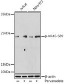 Anti-Phospho-KRAS-S89 antibody produced in rabbit