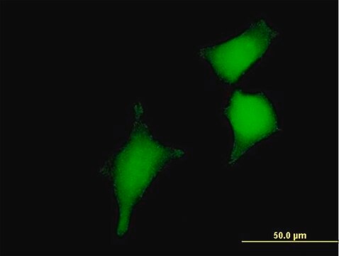 Anti-GLRX2 antibody produced in mouse IgG fraction of antiserum, buffered aqueous solution