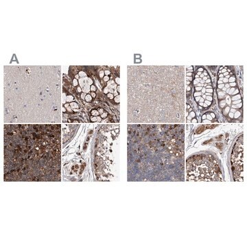 Anti-ASCC3 antibody produced in rabbit Prestige Antibodies&#174; Powered by Atlas Antibodies, affinity isolated antibody, buffered aqueous glycerol solution, ab2