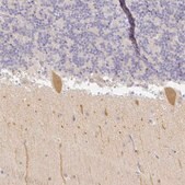 Anti-KCNH1 antibody produced in rabbit Prestige Antibodies&#174; Powered by Atlas Antibodies, affinity isolated antibody, buffered aqueous glycerol solution