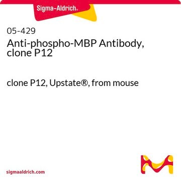 Anti-phospho-MBP Antibody, clone P12 clone P12, Upstate&#174;, from mouse