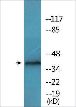 Anti-phospho-EFNB1 (pTyr317) antibody produced in rabbit affinity isolated antibody