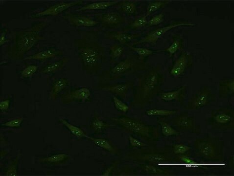 Monoclonal Anti-BAG5 antibody produced in mouse clone 1E3, purified immunoglobulin, buffered aqueous solution