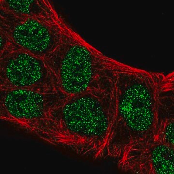 Anti-ATOH8 antibody produced in rabbit Prestige Antibodies&#174; Powered by Atlas Antibodies, affinity isolated antibody