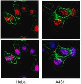 Anti-Ki-67 Antibody, clone Ki-S5 clone Ki-S5, Chemicon&#174;, from mouse