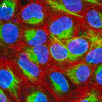 Anti-Calreticulin Antibody, clone 1F16 ZooMAb&#174; Rabbit Monoclonal recombinant, expressed in HEK 293 cells