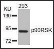 Anti-RPS6KA1 (Ab-352) antibody produced in rabbit affinity isolated antibody