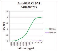 Anti-B2M antibody, Mouse monoclonal clone 92A, purified from hybridoma cell culture