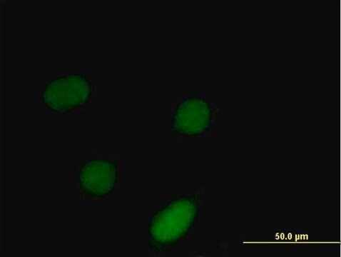 Anti-ID3 antibody produced in mouse purified immunoglobulin, buffered aqueous solution