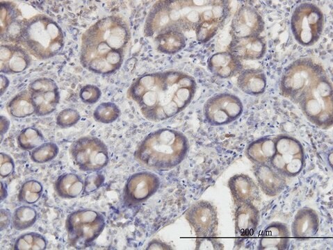 Monoclonal Anti-OXSR1 antibody produced in mouse clone 1B9, purified immunoglobulin, buffered aqueous solution