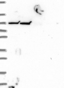 Anti-INTU antibody produced in rabbit Prestige Antibodies&#174; Powered by Atlas Antibodies, affinity isolated antibody, buffered aqueous glycerol solution