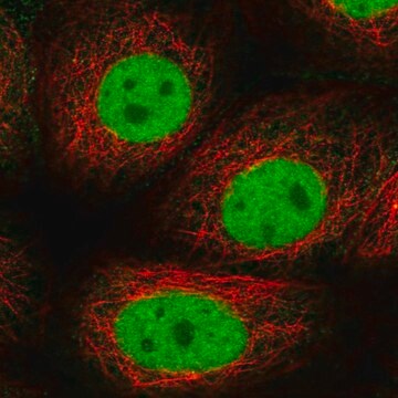 Anti-GTF2F1 antibody produced in rabbit Prestige Antibodies&#174; Powered by Atlas Antibodies, affinity isolated antibody