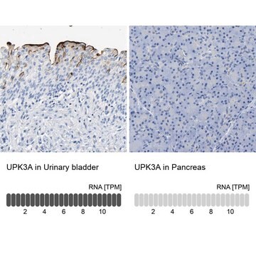 Anti-UPK3A antibody produced in rabbit Prestige Antibodies&#174; Powered by Atlas Antibodies, affinity isolated antibody, buffered aqueous glycerol solution, Ab2