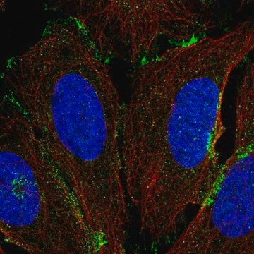 Anti-COLEC12 antibody produced in rabbit Prestige Antibodies&#174; Powered by Atlas Antibodies, affinity isolated antibody