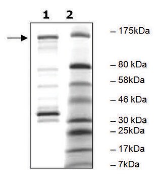 PDE4A4B active human recombinant, expressed in baculovirus infected Sf9 cells, &#8805;40% (SDS-PAGE)