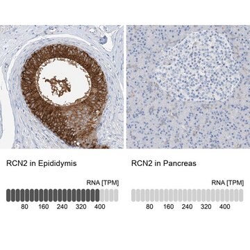 Anti-RCN2 antibody produced in rabbit Prestige Antibodies&#174; Powered by Atlas Antibodies, affinity isolated antibody, buffered aqueous glycerol solution
