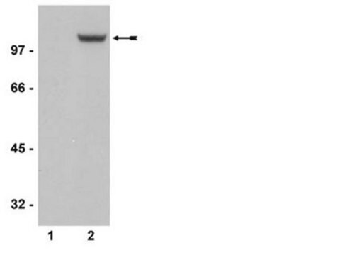 Anti-phospho-GluR1 (Ser831) Antibody, clone N453, rabbit monoclonal culture supernatant, clone N453, Upstate&#174;