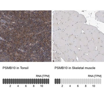 Anti-PSMB10 antibody produced in rabbit Prestige Antibodies&#174; Powered by Atlas Antibodies, affinity isolated antibody, buffered aqueous glycerol solution