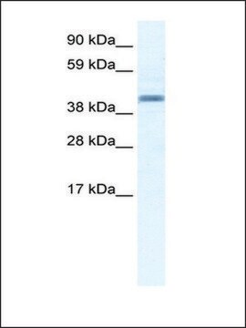 Anti-ANXA7 (AB1) antibody produced in rabbit IgG fraction of antiserum