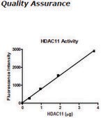 HDAC-11 human recombinant, expressed in baculovirus infected insect cells, &#8805;10% (SDS-PAGE)