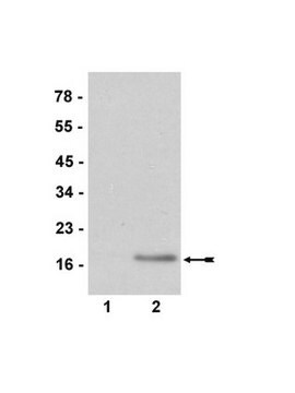 Anti-dimethyl-Histone H3 (Arg2) Antibody serum, Upstate&#174;