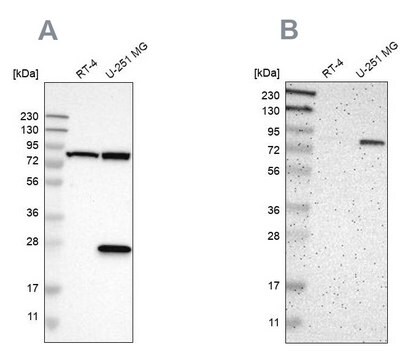 Anti-ALDH18A1 antibody produced in rabbit Prestige Antibodies&#174; Powered by Atlas Antibodies, affinity isolated antibody, buffered aqueous glycerol solution