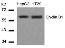 Anti-CCNB1 (Ab-147) antibody produced in rabbit affinity isolated antibody