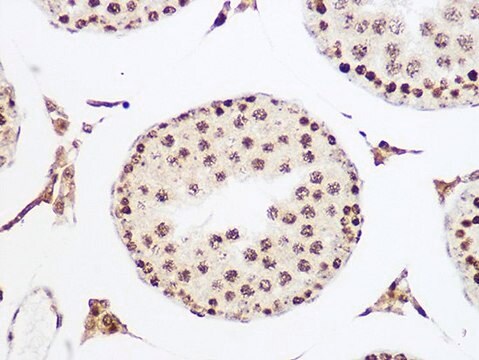 Anti-MCM5 antibody produced in rabbit