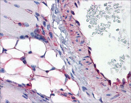 Anti-PTRF antibody produced in rabbit IgG fraction of antiserum