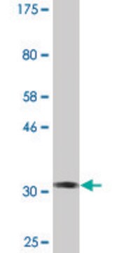Monoclonal Anti-SKIL antibody produced in mouse clone 1C12, purified immunoglobulin, buffered aqueous solution