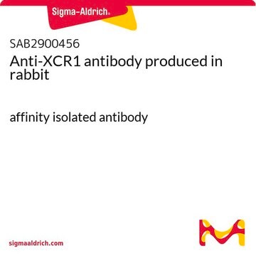 Anti-XCR1 antibody produced in rabbit affinity isolated antibody
