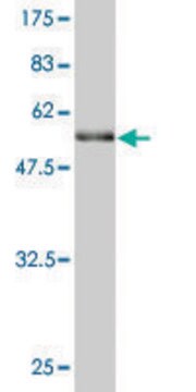 Monoclonal Anti-BRMS1 antibody produced in mouse clone M1, purified immunoglobulin, buffered aqueous solution