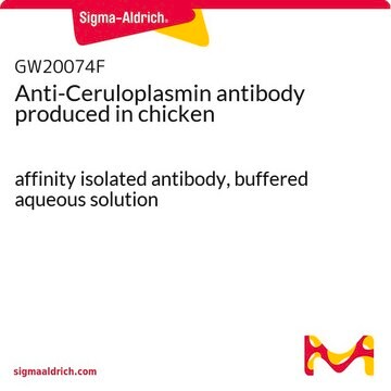 Anti-Ceruloplasmin antibody produced in chicken affinity isolated antibody, buffered aqueous solution