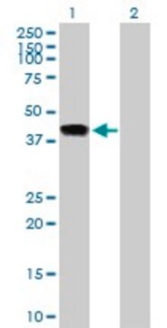 Anti-INHBE antibody produced in mouse purified immunoglobulin, buffered aqueous solution