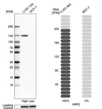 Anti-NRP2 antibody produced in rabbit Prestige Antibodies&#174; Powered by Atlas Antibodies, affinity isolated antibody