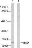 Anti-BAD antibody produced in rabbit affinity isolated antibody