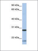 Anti-BDNF antibody produced in rabbit